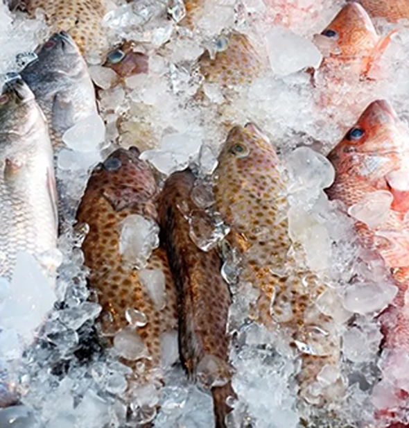 Frozen Foods
